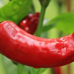 Ugandan Peppers Given Green Light to Re-Enter European Market